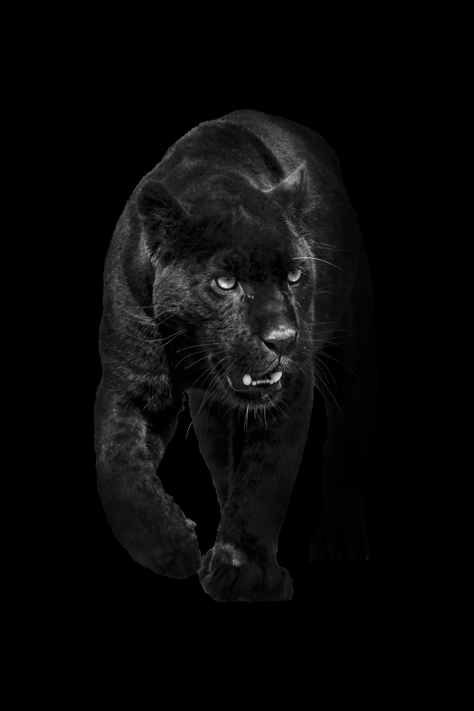 A black panther, the Black Kats mascot